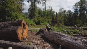 Best Emergency Tree Removal  in Payne, OH