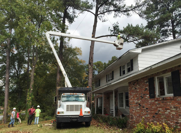 Professional Tree Care in Payne, OH