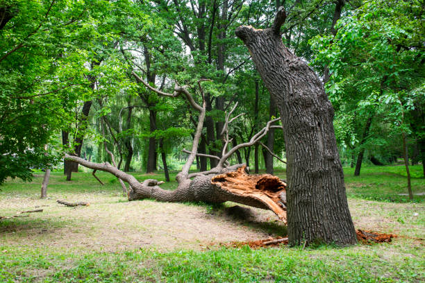 How Our Tree Care Process Works  in  Payne, OH