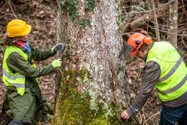 Best Hazardous Tree Removal  in Payne, OH