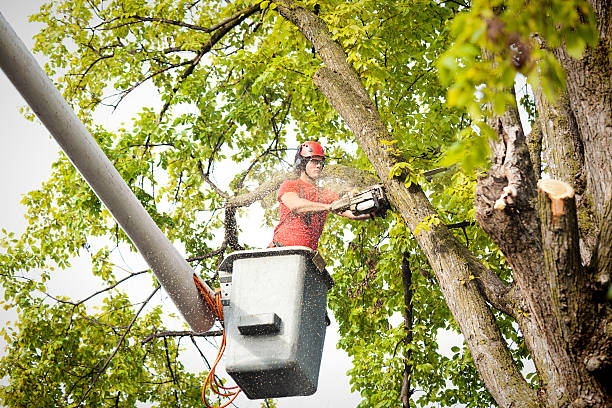 Best Tree Mulching  in Payne, OH